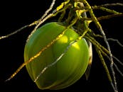Detailed shot of a green coconut hanging from a palm tree against a black background.