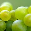 fruit, grapes, healthy, harvest, vineyard, organic, fruit, fruit, fruit, fruit, fruit, vineyard
