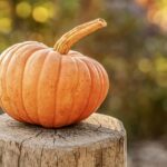 harvest, pumpkin, autumn, halloween, vegetable, organic, fall, seasonal, pumpkin, pumpkin, pumpkin, pumpkin, pumpkin, halloween