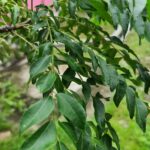 curry leaf, green, nature, cuisine, flavouring, garden, cooking