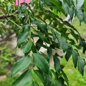 curry leaf, green, nature, cuisine, flavouring, garden, cooking