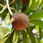 chikoo, nature, sapodilla, chiku, zapota, sapota, sapotacea, nutritious, tropical, fruit, brown, close-up, plant, view