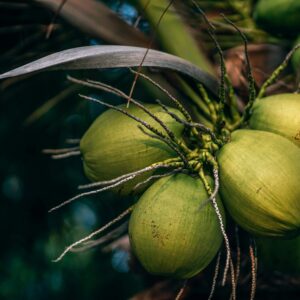 Close-up view of green coconuts on a palm tree in Ko Pha-ngan, Thailand, showcasing tropical flora.