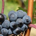 Macro shot of vibrant, juicy grapes on a vine, showcasing nature's beauty.