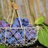 Close-up of fresh, ripe plums in a wire basket with leaves, against a natural background.