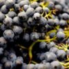 Vibrant bunches of fresh black grapes, perfect for winemaking, captured outdoors.